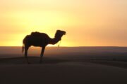 shared marrakech to fes desert tour 3 Days|marrakech to fes desert tours