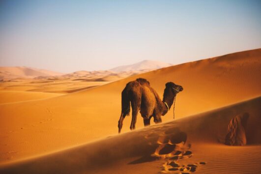 merzouga desert morocco