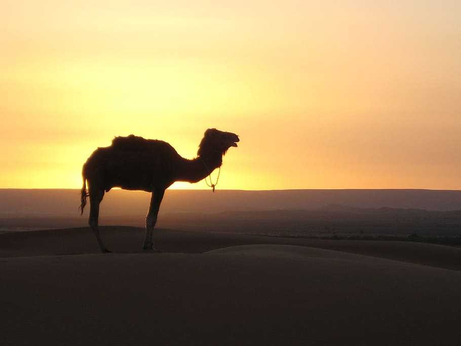 Marrakech To Fes Desert Tours 4 Days
