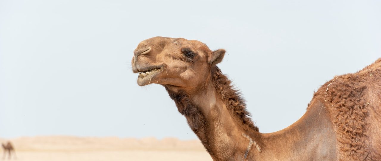Camel Safari Morocco