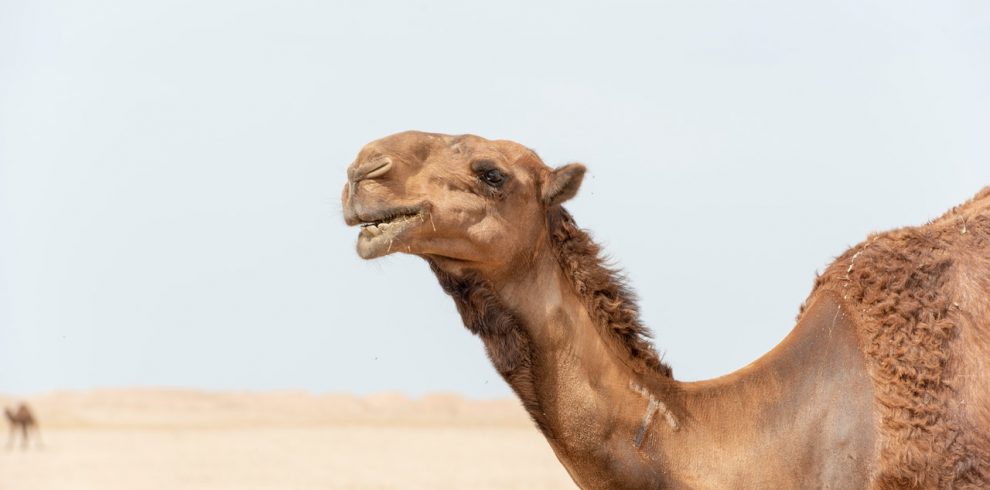 Camel Safari Morocco
