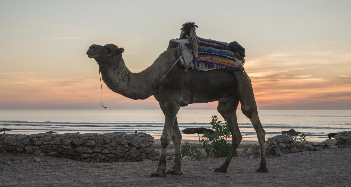 camel g11d61a323 1280 pvc8fkjipfgd5dnzls4vyxfzavzwhictxuqvn8ivpc - Day Trip From Marrakech to Essaouira